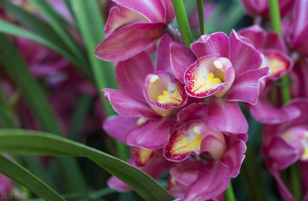 這7種年宵花都是&OpenCurlyDoubleQuote;一次性&rdquo;的，開完扔了吧，沒必要繼續養