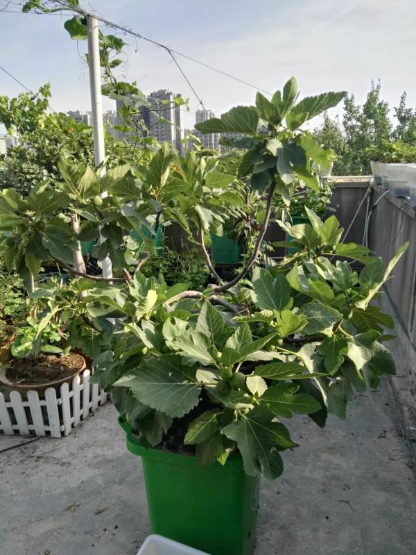 五年換四代，樓頂果樹二培桶經歷了考驗