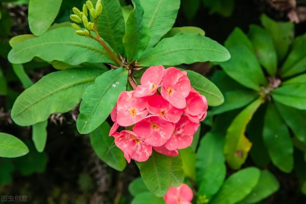 50種冬季裡開放的花卉，這些花最合適在冬季裡養