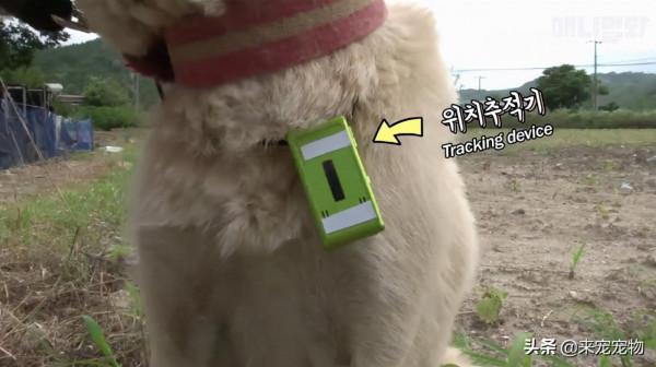 狗媽生了50只一模一樣的狗崽...裝監控、DNA鑑定只為找出渣爹 狗媽生了50只一模一樣的狗崽...裝監控、DNA鑑定只為找出渣爹