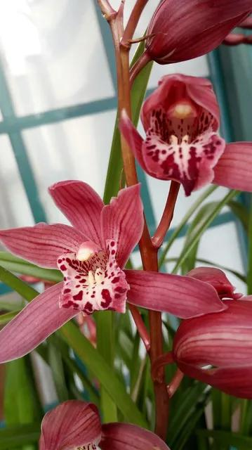 分享圖片：大紅精品蘭花66款