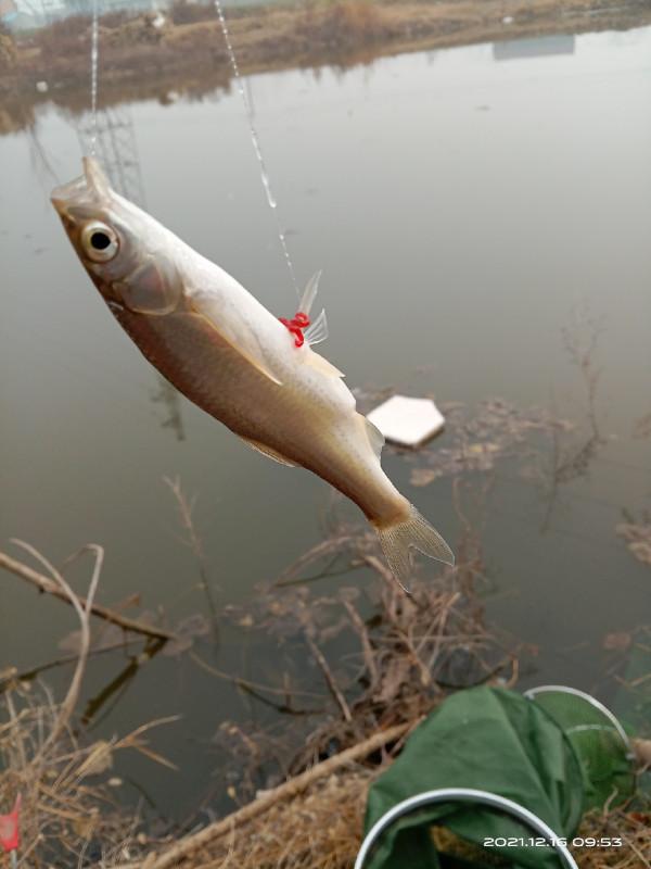 冬季釣鯽魚，水溫是影響中魚的因素之一