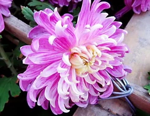 兼六香菊-花團錦簇，端莊典雅，觀賞性極高