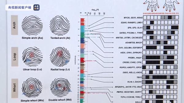 首次揭示！研究發現指紋與身體發育基因關聯