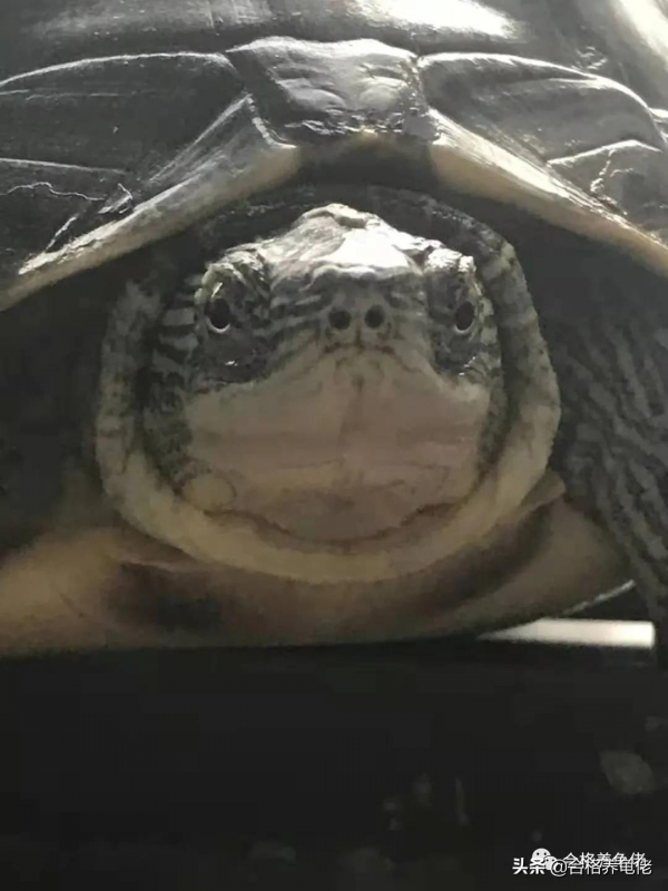 注意:工地神龜已經不限於鱷龜了 注意:工地神龜已經不限於鱷龜了