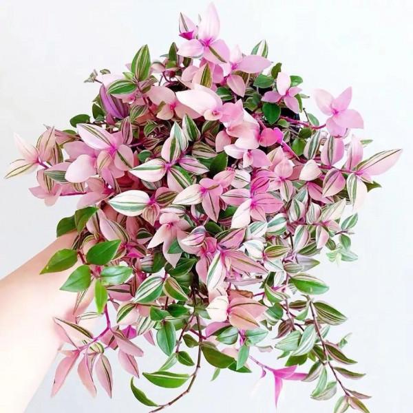 這10種“吊蘭”,不但比綠蘿好看,關鍵比綠蘿還好養活 這10種“吊蘭”,不但比綠蘿好看,關鍵比綠蘿還好養活