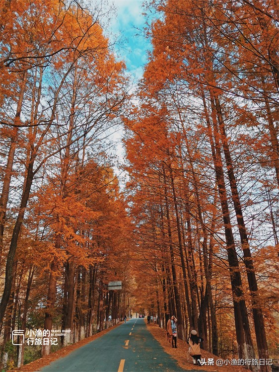 秦嶺秋天最美自駕公路，只有39公里，卻穿越中國南北