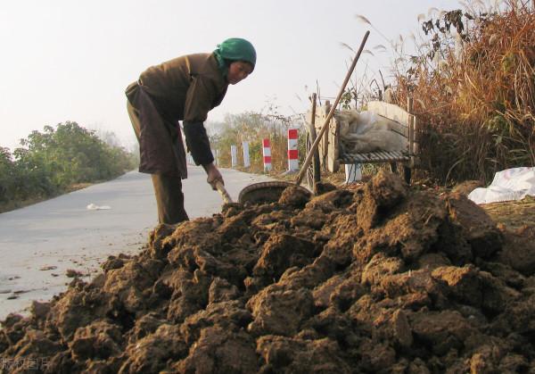 用人尿作為肥料種植的青蘿蔔,可以吃嗎?為什麼? 用人尿作為肥料種植的青蘿蔔,可以吃嗎?為什麼?