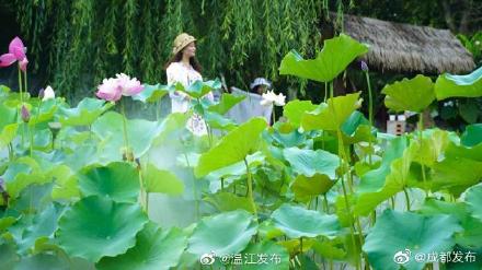 溫江這些賞荷勝地,驚豔整個夏天 溫江這些賞荷勝地,驚豔整個夏天