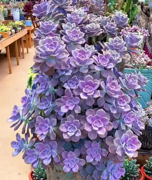 分享圖片，可愛的多肉們，收藏了