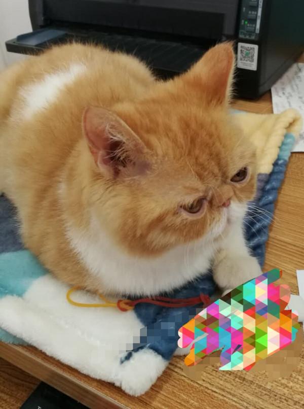 還剩一條命的貓 還剩一條命的貓