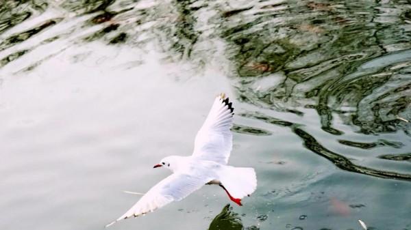 《冬日裡的鏡頭》之三：精靈鷗寶篇