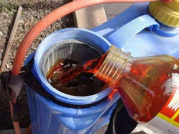 月季休眠有3個特徵，出現這3個特徵時，應該及時去做4件事