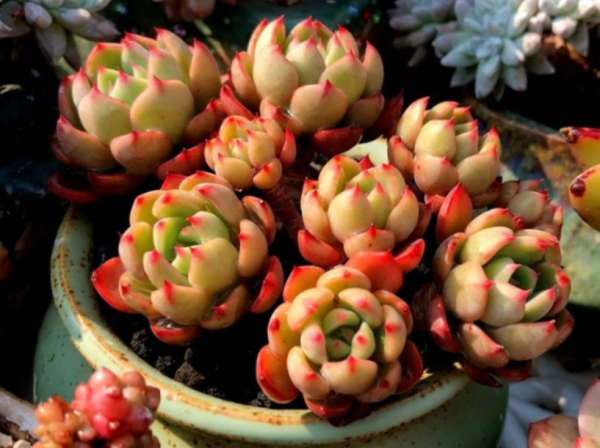 按這4個要求盆栽，多肉娜娜小勾呼呼瘋長，葉尖一年四季紅豔豔