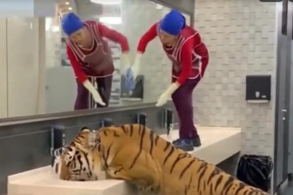 大老虎洗手間喝水,保潔阿姨旁若無“虎”,網友:她是母老虎 大老虎洗手間喝水,保潔阿姨旁若無“虎”,網友:她是母老虎