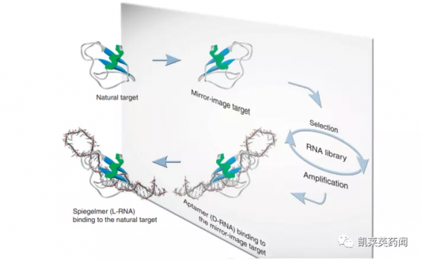 新藥巡禮：核酸“抗體”曙光已現，NOX-A12發力腫瘤治療