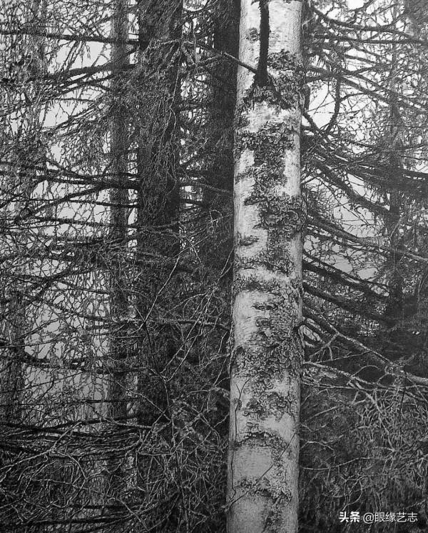 1440個小時的涅槃之畫：黎明之樹，佐藤裕一郎的心之風景