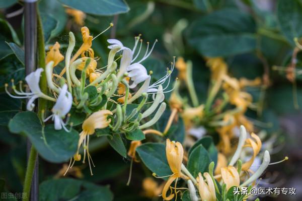 清熱解毒第一藥——金銀花，你瞭解嗎？