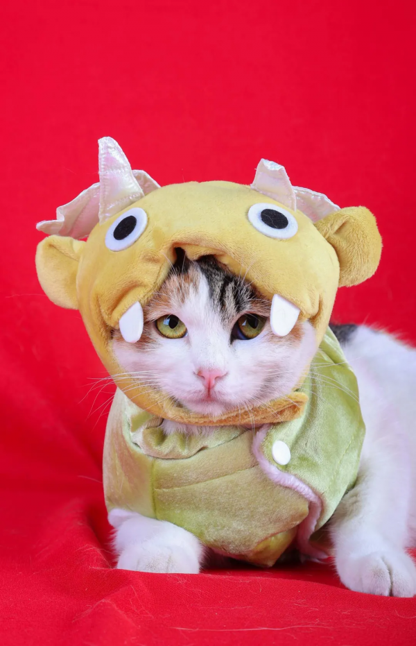 幹飽飯，才有力氣營業