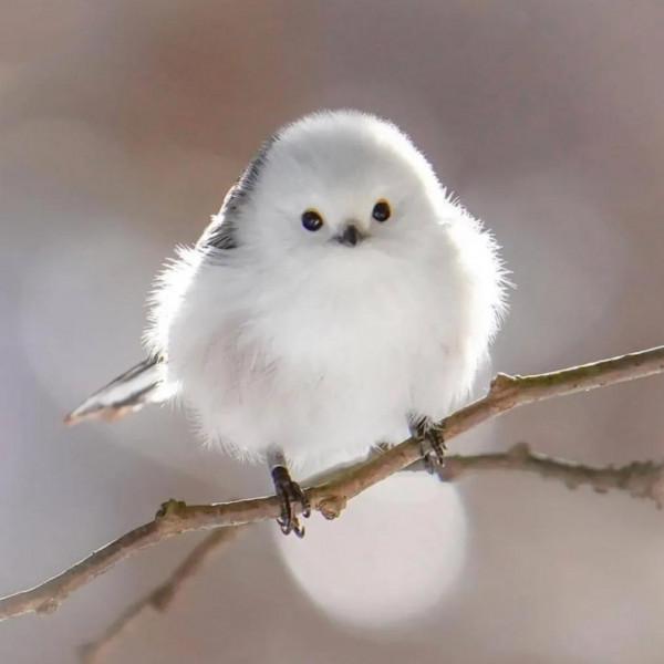 長了翅膀的絨球,萌萌噠 長了翅膀的絨球,萌萌噠