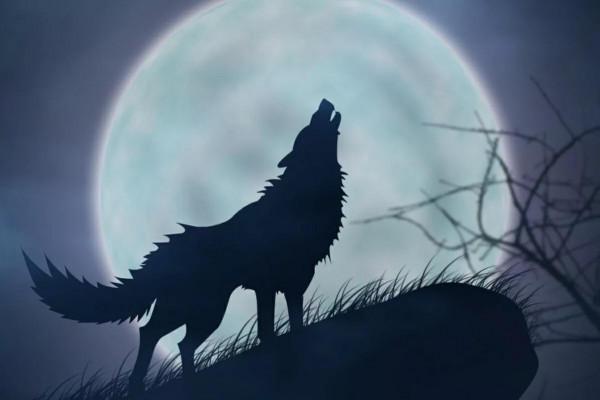 鑽在狼懷裡取暖的猴子