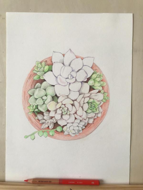 多肉植物彩鉛畫全過程(1-1) 多肉植物彩鉛畫全過程(1-1)