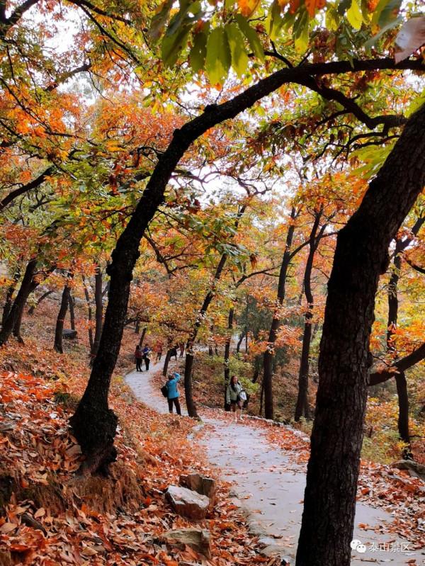 週末好去處，賞秋網紅打卡地！