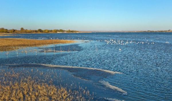候鳥遷徙過境高峰,幾千只小天鵝可能在你家門前歇腳 候鳥遷徙過境高峰,幾千只小天鵝可能在你家門前歇腳