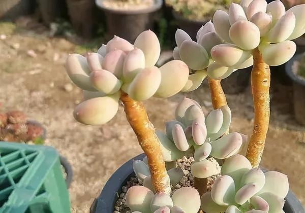 盤點盤點多肉界的“美人”們，個個顏值爆表，你養過哪幾種？