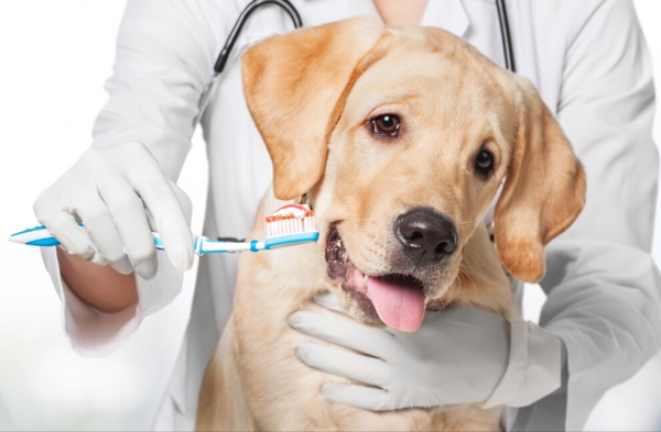 這些“容易發臭”的狗要慎選!顏值不低,味道難聞 這些“容易發臭”的狗要慎選!顏值不低,味道難聞