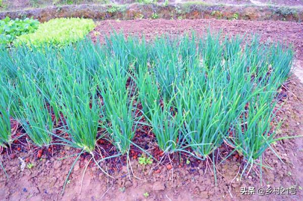 過幾天就到中秋節了，抓緊種植這種蔬菜，附上高產技巧