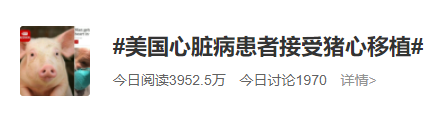 贊！世界首例豬心臟移到人體