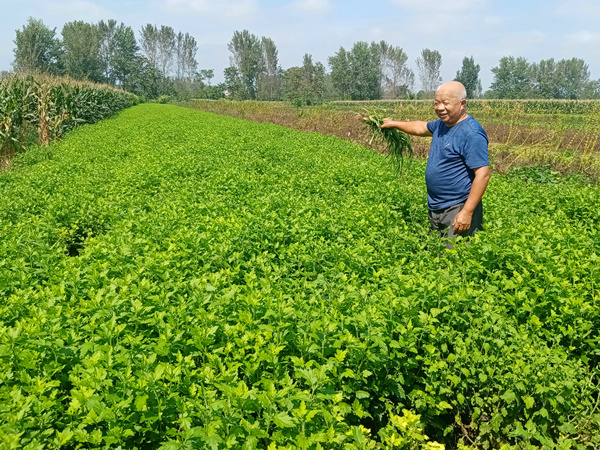 安徽皖北菊花成為致富“軟黃金” 安徽皖北菊花成為致富“軟黃金”