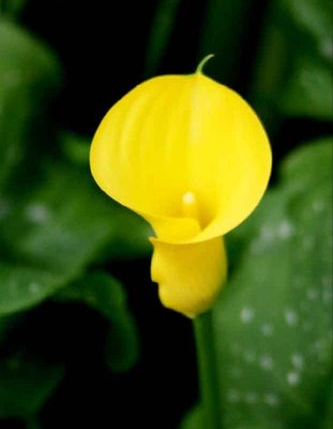 銀光綠裡似觀音，芋葉疑荷溼水斟&mdash;&mdash;海芋花