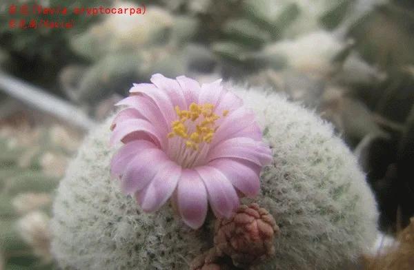 仙人球類科普之巖虎屬 仙人球類科普之巖虎屬