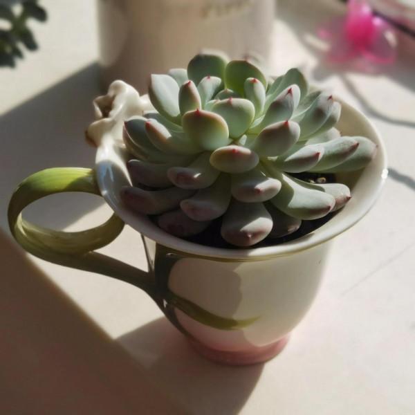 曬曬家裡的小綠植