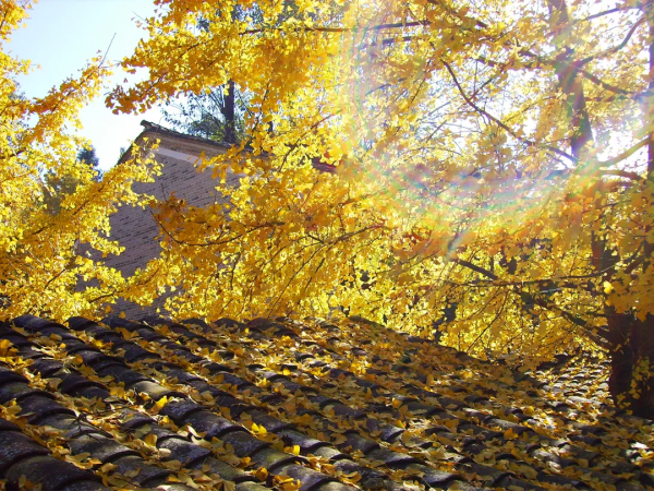 雲南騰衝丨銀杏村“換裝”時節葉正黃