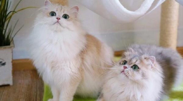 品種溯源識別系列之:英國長毛貓 品種溯源識別系列之:英國長毛貓