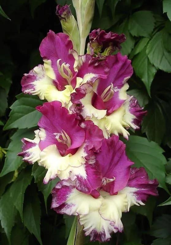 搖曳多姿的劍蘭 搖曳多姿的劍蘭