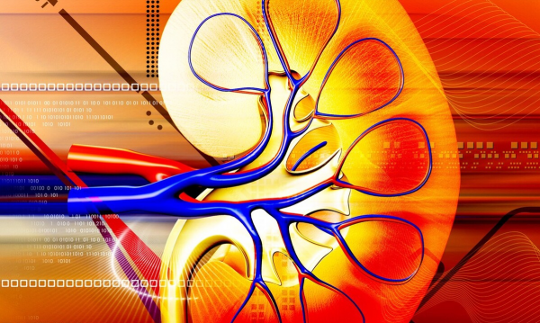 渴絡欣，降血糖血脂，降肌酐尿蛋白，保護腎小球，改善糖尿病腎病