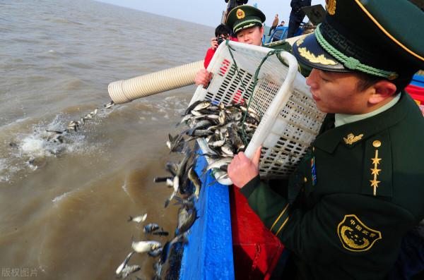 航拍之下,長江野生魚群清晰可見,延綿上百米,釣友:過足了眼癮 航拍之下,長江野生魚群清晰可見,延綿上百米,釣友:過足了眼癮