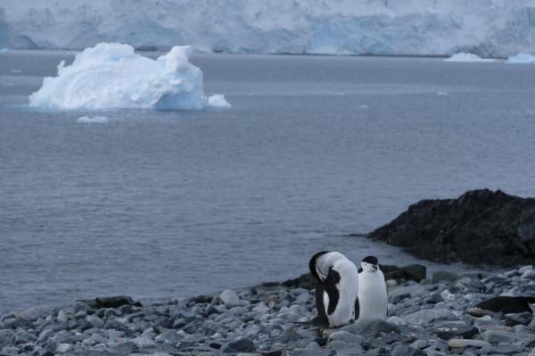 我們去南極結婚了 我們去南極結婚了