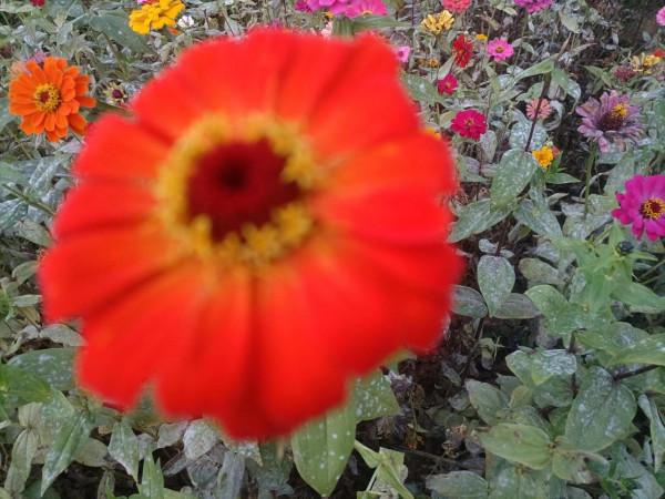 南飛大雁書人字，墜地紅葉燃相思。望穿秋水競無義，萬解楓