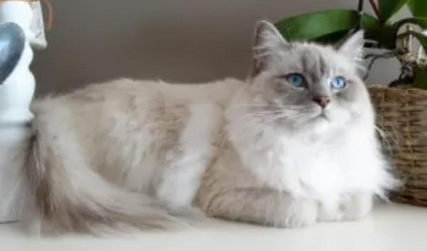 世界上非常可愛的十種貓