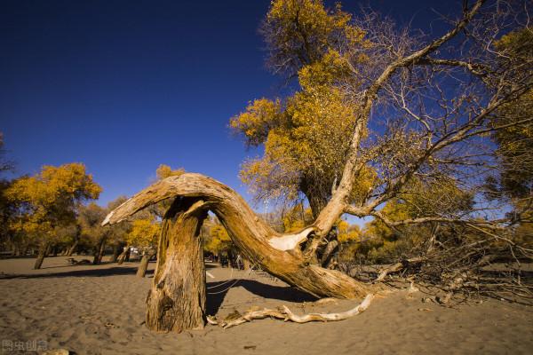 我的天堂胡楊林 我的天堂胡楊林