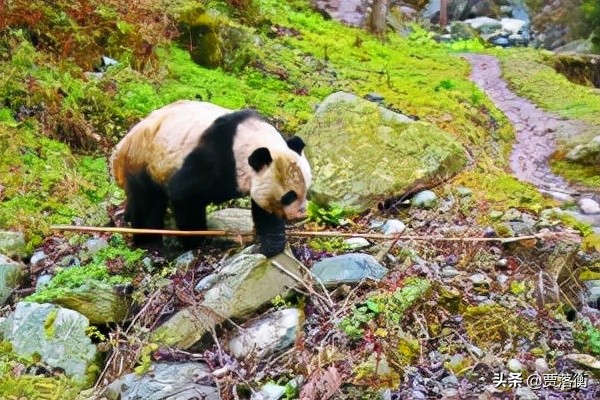 真實事件：甘肅66歲老漢茶園遭熊貓撕咬！起訴當地機構後獲賠40W