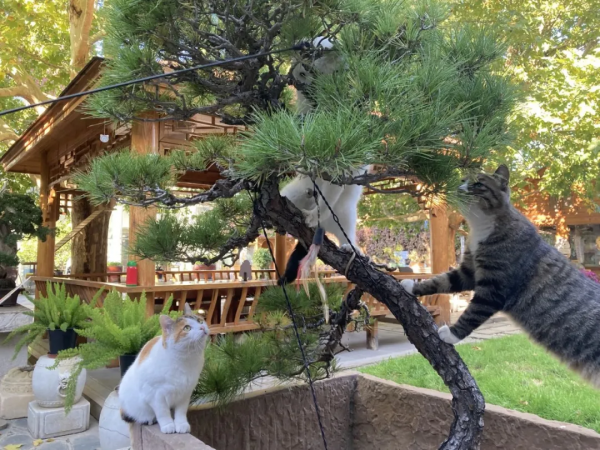 生命不能承受之…重