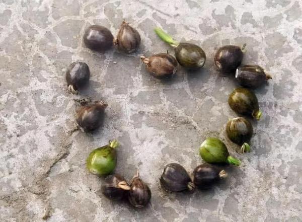 野外一種“草珠子”,小時候做手串,戴手上會吸血,這是真的嗎? 野外一種“草珠子”,小時候做手串,戴手上會吸血,這是真的嗎?