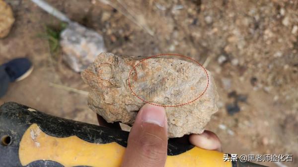 「化石探索」第9期：尋甸化石之旅（三）