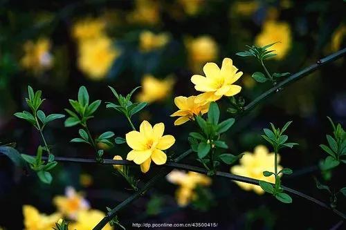 爛然黃燦的——迎春花